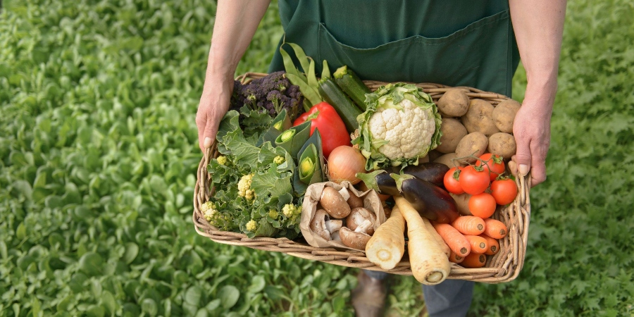 Créer un potager bio et productif chez soi 