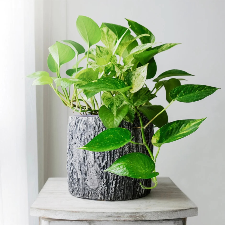  Le pothos est une plante d'intérieur facile à entretenir, qui convient parfaitement aux débutants