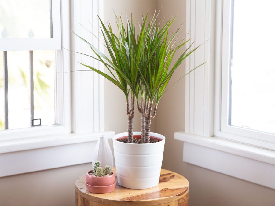 Le dracaena est une plante d'intérieur populaire qui a besoin d'un environnement lumineux et humide.