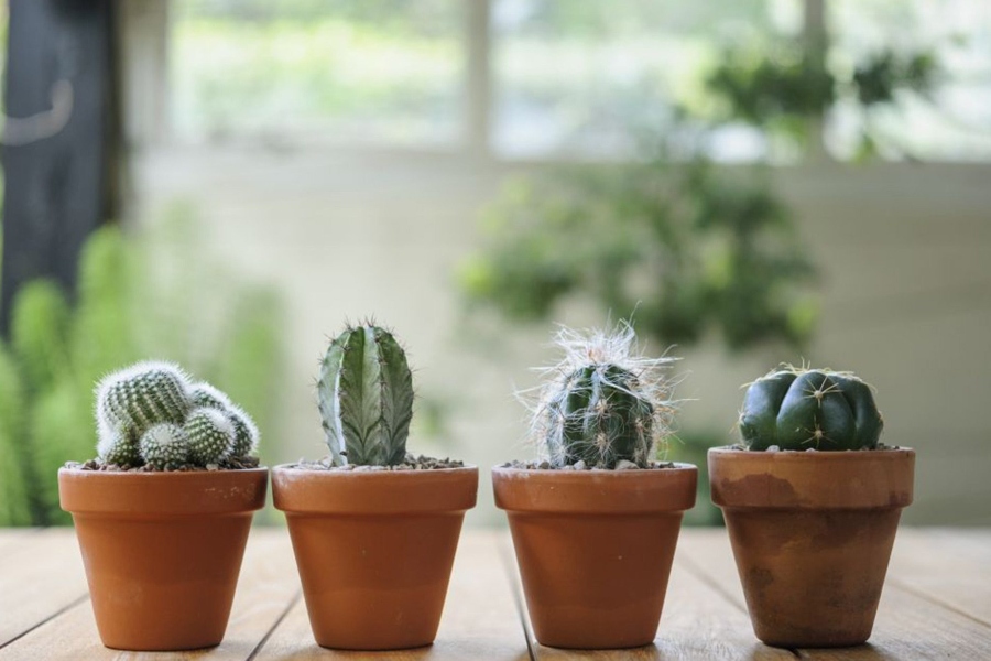 Les cactus sont des plantes d'intérieur populaires qui ont besoin d'un environnement sec et d'un arrosage peu fréquent.