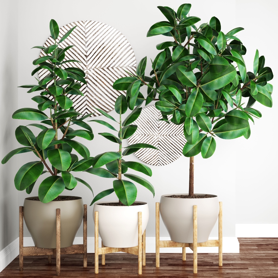 Le ficus est une plante d'intérieur populaire qui a besoin d'un environnement chaud et humide. 