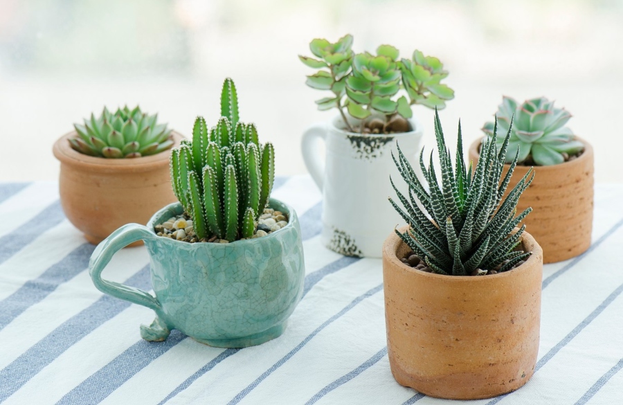 Les succulentes sont des plantes d'intérieur populaires qui ont besoin d'un environnement sec et d'un arrosage peu fréquent.